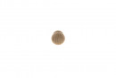 TULIP Bouton Adam hetre brut + vis